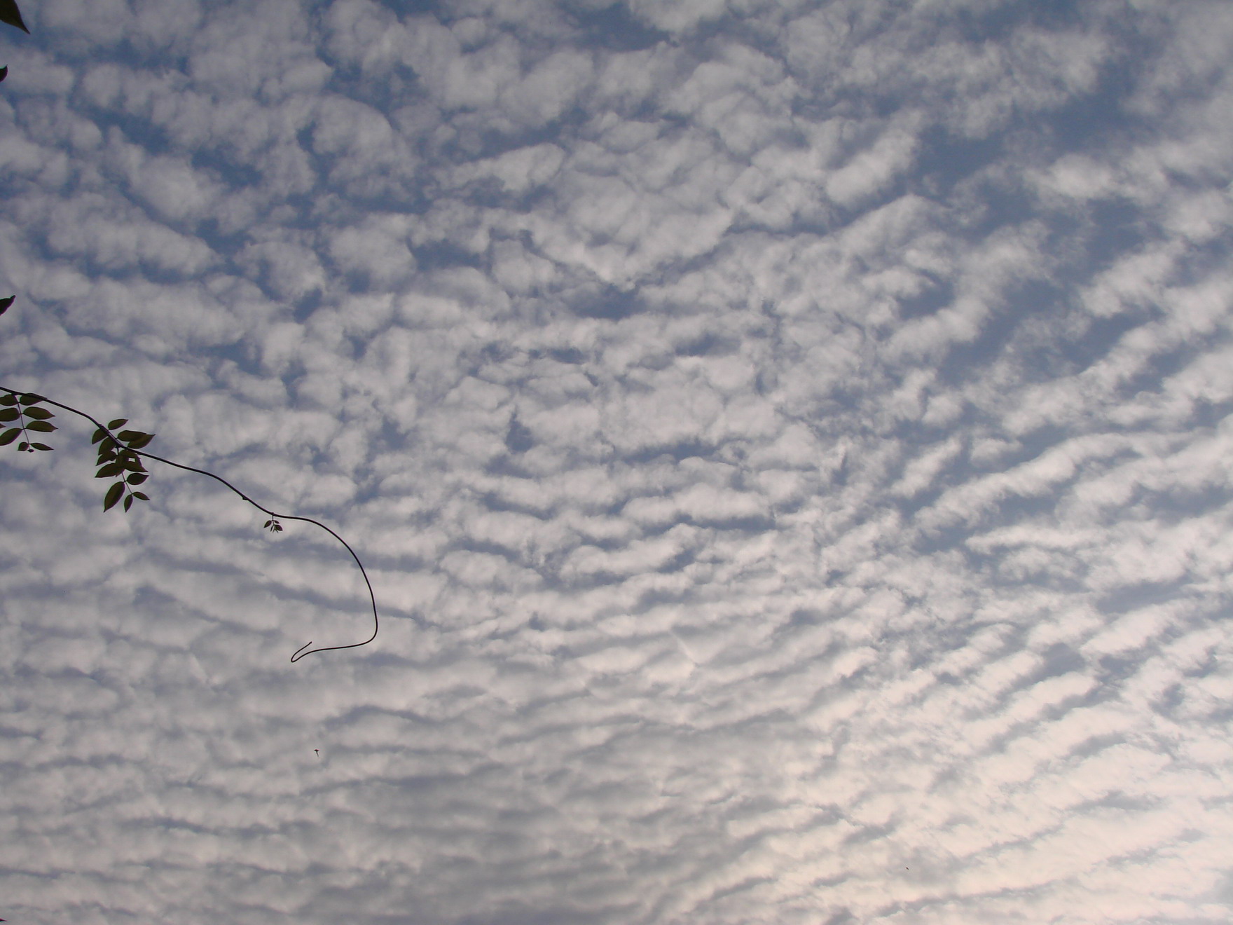 DSC08719-1.JPG