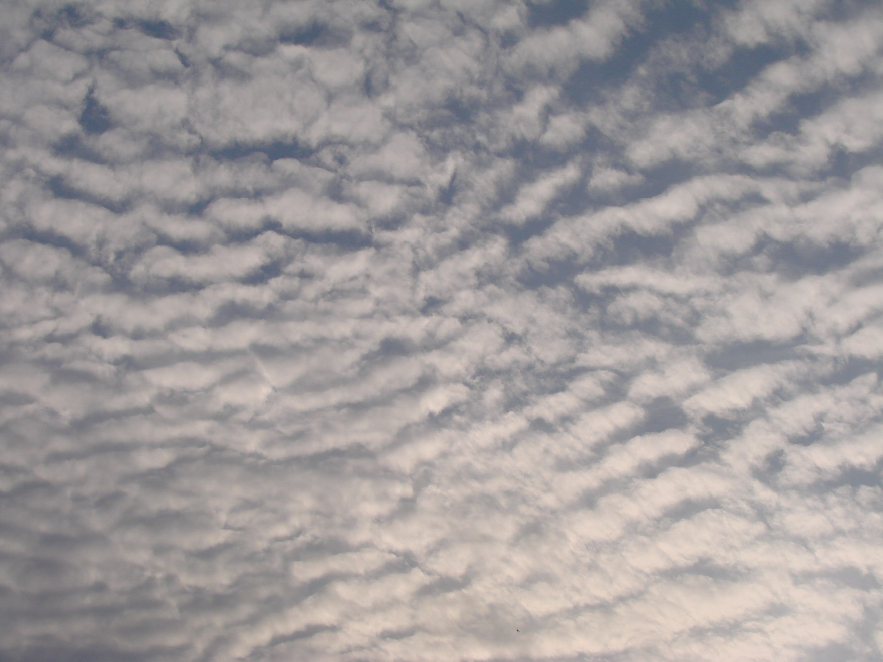 DSC08721-1.JPG