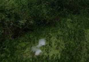 从地底冒出：四川德阳惊现巨型白色不明物体2.png