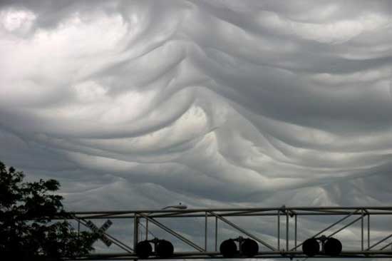 asperatus-1.jpg